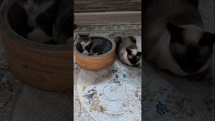 絶妙な距離間の猫😺 – Some distance of Cats – #shorts #cat