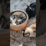 猫が寝ている時に😺 – The moment cats sleeping – #shorts #cat