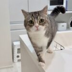 猫が必死に何か訴えてくるのでついて行ったらまさかのこうなってました…