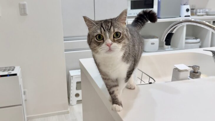 猫が必死に何か訴えてくるのでついて行ったらまさかのこうなってました…