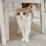 兄に反抗して珍しく本気で叱られた猫がこうなっちゃいました…