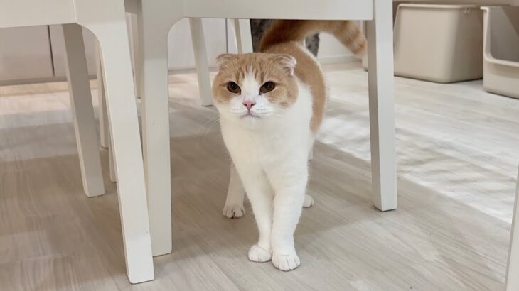 兄に反抗して珍しく本気で叱られた猫がこうなっちゃいました…