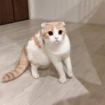 家のすぐ側に雷が落ちたら猫が腰を抜かしてこうなっちゃいました…