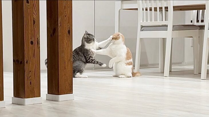 夜中に猫たちが急に暴れ出したので隠し撮りしてたらまさかの展開に…