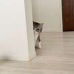 カーペットに吐いた毛玉を掃除してたら猫が申し訳なくてこうなっちゃいました…