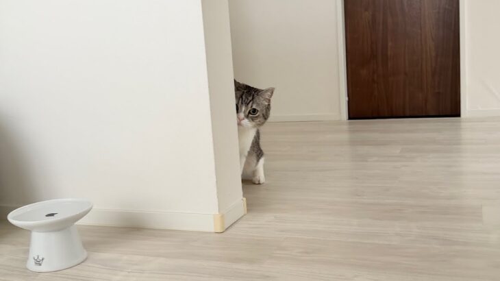 カーペットに吐いた毛玉を掃除してたら猫が申し訳なくてこうなっちゃいました…