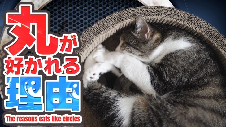 丸が好かれる理由【猫】