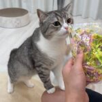 大好きな母から誕生日プレゼントが届いたら猫が大喜びでこうなっちゃいました笑