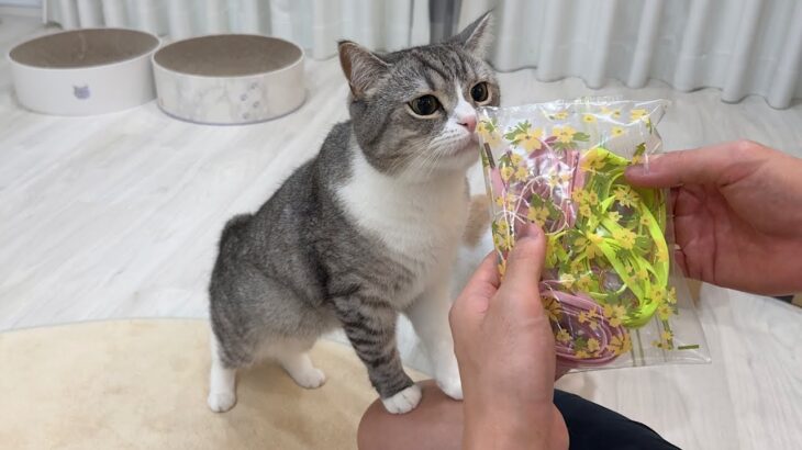 大好きな母から誕生日プレゼントが届いたら猫が大喜びでこうなっちゃいました笑