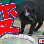 猫の変？仕草とは