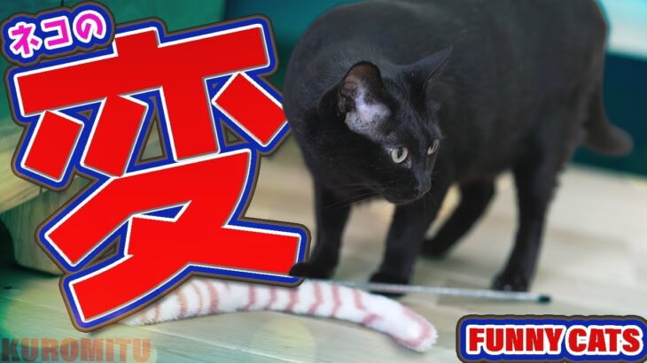 猫の変？仕草とは