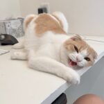 仕事中に猫を放置しすぎたら我慢の限界でおかしくなっちゃいました…