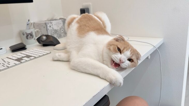 仕事中に猫を放置しすぎたら我慢の限界でおかしくなっちゃいました…