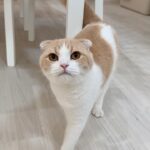うんちするたびに「出たよ」とわざわざ報告しに来てくれる猫が可愛すぎましたw
