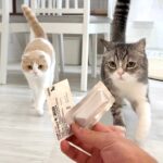 おやつだと思って大喜びで走ってきたら薬だったときの猫たちの反応が可愛すぎましたw