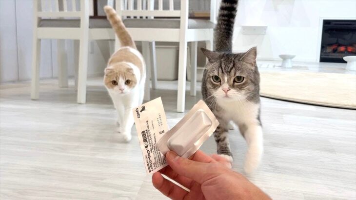 おやつだと思って大喜びで走ってきたら薬だったときの猫たちの反応が可愛すぎましたw