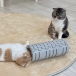 遊びたくてグズグズしてる弟の子守りを任されて困ってる兄猫が可愛すぎましたw