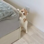 猫がベッドで爪研ぎするのを止めないので咳払いしたら反応が可愛すぎましたw