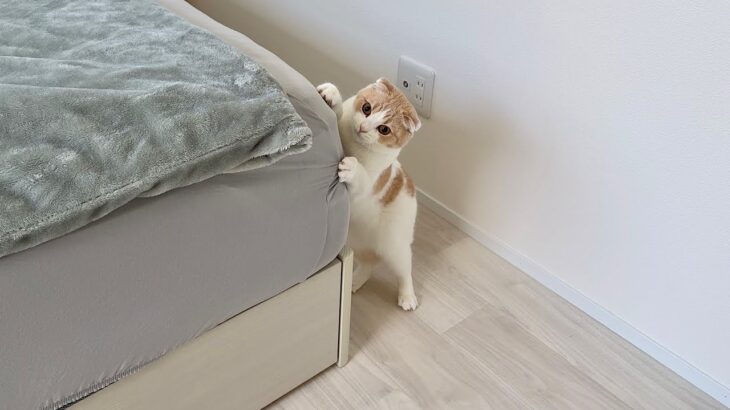 猫がベッドで爪研ぎするのを止めないので咳払いしたら反応が可愛すぎましたw