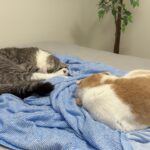 リビングから「ごはんだよ〜」と呼ばれたら爆睡してる猫たちの反応が可愛すぎましたwww