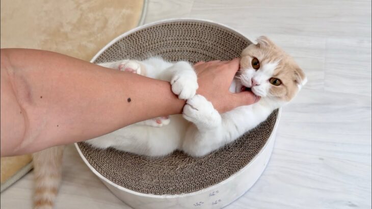 甘えんぼ猫のなでなでを焦らしすぎたら怒ってこうなっちゃいましたwww