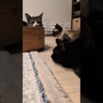 見合う猫達😺 – 3 cats – #shorts #cat