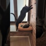 黒猫ジャンプ😺 – Black Cats Jumping – #shorts #cat
