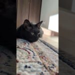 まったり黒猫のお昼😺 – Black Cats – #shorts #cat
