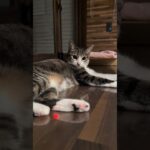 ハネて起きる猫😺 – Cats Jumping – #shorts #cat
