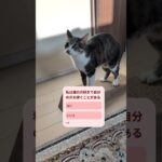 【ねこ質問】自分の爪を研ぐことがある – Cats Question – #shorts #cat