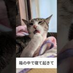 箱の中で寝て起きて猫😺 – Cats Routine – #shorts #cat