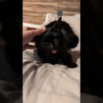 黒猫のあくびスイッチ😺 – Cats Yawning – #shorts #cat