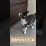 脱衣所をうろつく猫😺 – Cats and a changing room – #shorts #cat
