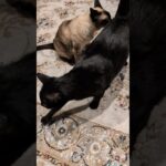 むせたシャム猫🐱 – Cats get a sniff of his butt – #shorts #cat
