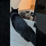 早く降りる猫😺 – Cats go down the stairs – #shorts #cat