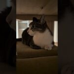 夜中のかくれんぼ猫😺 – Cats hiding at night – #shorts #cat