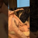 猫の集中力は凄い😺 – Cats kneading a bed – #shorts #cat