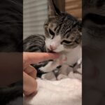 指好きキジ猫😺 – Cats likes my fingers – #shorts #cat