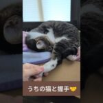 うちの猫と握手🤝 – Cats shaking hands – #shorts #cat