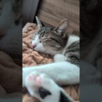 足伸ばしキジ猫😺 – Cats stretching her paws – #shorts #cat