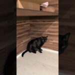 角におさまる猫😺 – Cats taking a rest – #shorts #cat