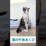 猫の午後あくび😺 – Cats yawning in the afternoon – #shorts #cat