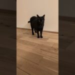 甘えっ子な黒猫ちゃん😺 – Cute Black Cats – #shorts #cat