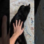 黒猫のお腹は自由にお触りください😺 – Cute Cats Belly – #shorts #cat