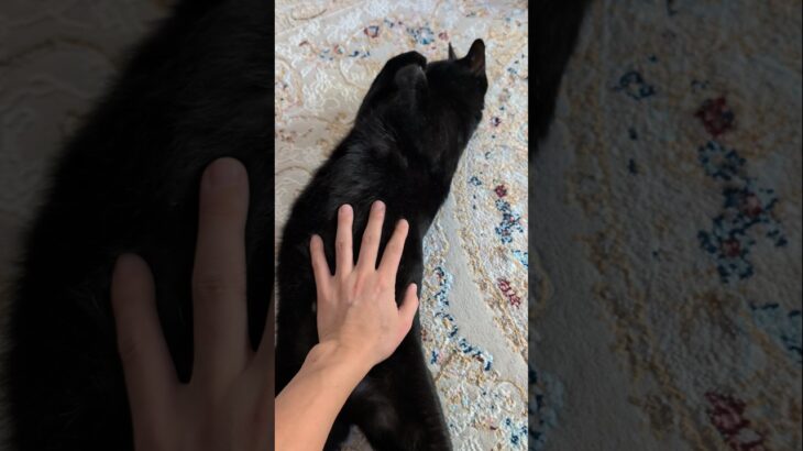 黒猫のお腹は自由にお触りください😺 – Cute Cats Belly – #shorts #cat
