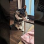 両利きの猫😺 – My cat is ambidextrous – #shorts #cat