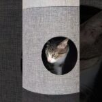 すっと入る猫😺 – My cat is smart – #shorts #cat