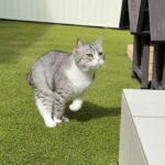 お散歩中に弟の異変に気づいた猫が咄嗟に取った行動がすごすぎました…
