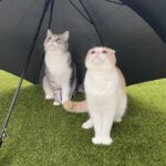 お散歩中に雨が降ってきたので傘差してあげたら猫たちの反応が可愛すぎました笑