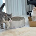 出張に行ってた飼い主が帰ってきた足音が聞こえたときの猫たちの反応が可愛すぎました…